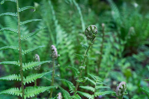 Comment s'organiser pour un séjour dans une ferme biodynamique en Sicile avec des ateliers d'agriculture?
