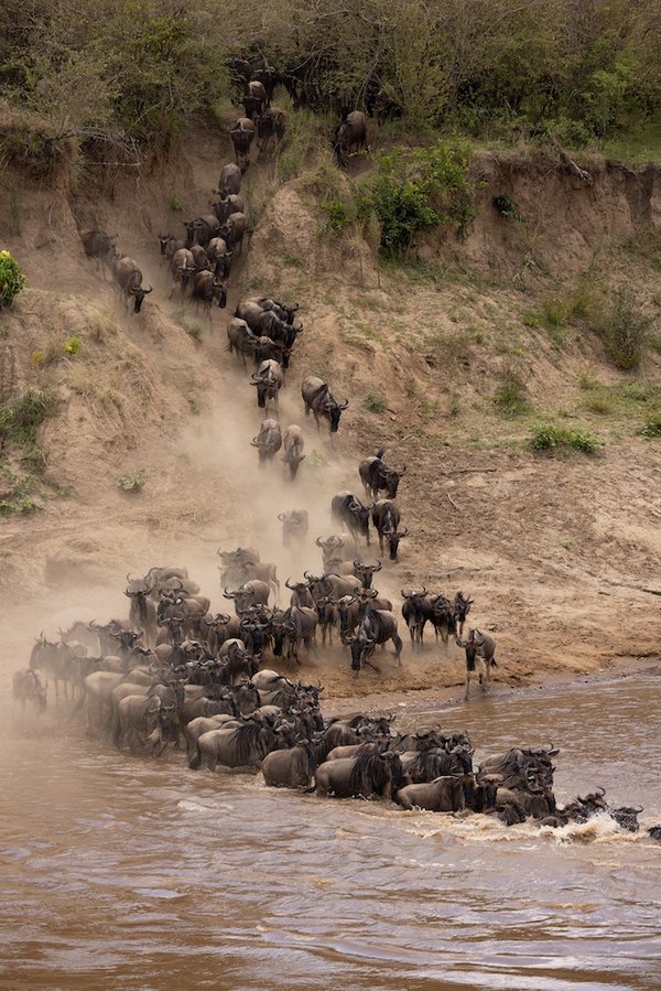 Quelles sont les meilleures destinations pour observer les migrations des papillons monarques ?