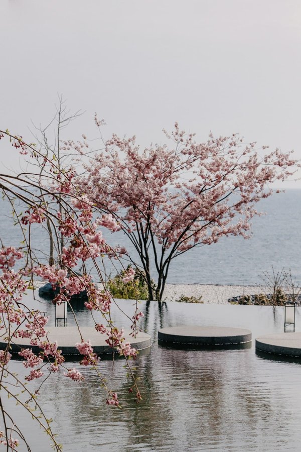 Quels sont les endroits les moins connus pour profiter de la saison des sakuras au Japon ?